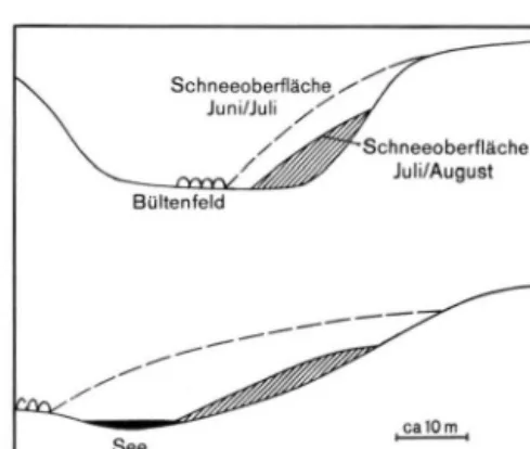Abb. 3: Querschnitt durch Bülte in  Gebiet 2. 