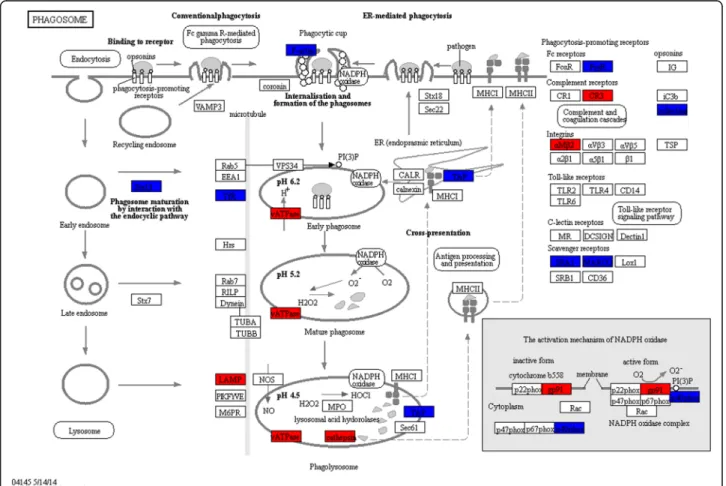 Figure S2) and lysosomal pathways were both up- and down-regulated (Table 2, Additional file 1: Table S5).
