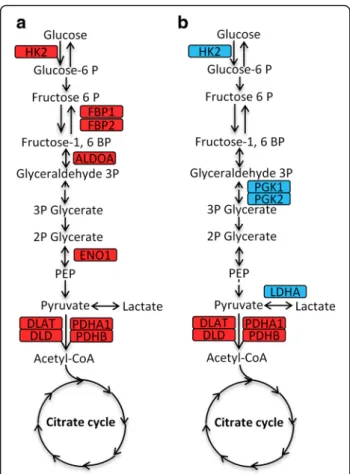 Fig. 4 Gender-specific alterations in glycolysis/gluconeogenesis in Smokers. a The increased expression levels (in red) of five proteins (HK2, FBP1, FBP2, ALDOA and ENO1) in the female Smoker