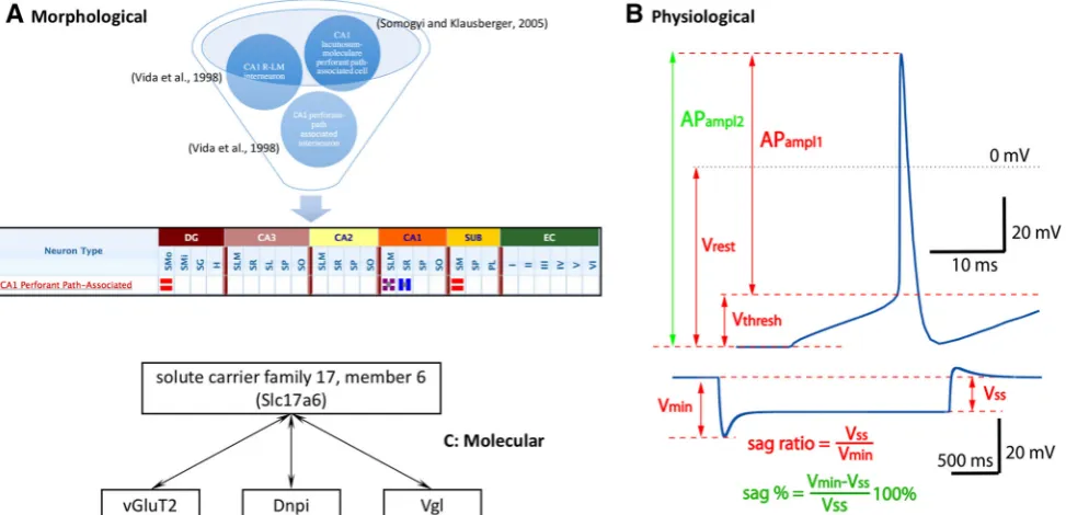 Fig. 2 Examples of confusing nomenclature.rent injections.suprathreshold depolarizing ( a Morphological terms[18,47].bPhysiologicalproperties.Neuronalresponsestotop) and hyperpolarizing (bottom) cur- Green and red labels show different deﬁnitions ofelectrophysiological parameters (action potential amplitude and sag