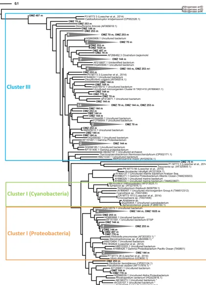 Figure 7.      Phylogenetic tree of nifH genes based on the analysis of 122 sequences (∼ 20 sequences per sample) from the six sampling stationsbetween 70 and 1025 m water depth