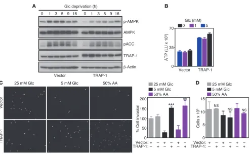 Figure 5Metabolic stress control of cell motility. (