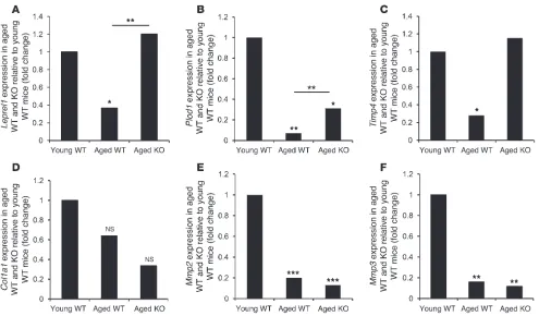 Figure 5Improved collagen synthesis gene expression in aged 11the aged WT mice (decrease in lysyl hydroxylase PLOD1 expression was partially rescued in aged KO mice