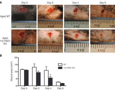 Figure 7Accelerated healing in aged 11β-HSD1 KO mice. (A) Representative images showing accelerated wound closure in aged 11β-HSD1 KO mice