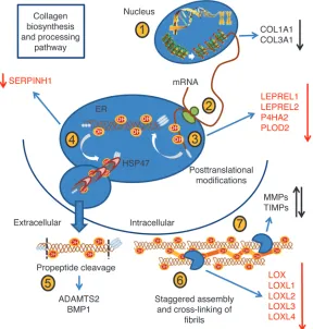Figure 8of TBST (~800 ml 1× TBS plus 0.05% Tween-20). Slides were GC treatment impairs multiple elements of collagen biosynthesis and processing