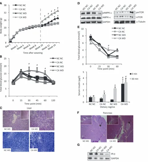 Figure 1Metabolic phenotype of 18-week-old female offspring. (per group. (blotting for hepatic IR-differences in offspring exposed to a different intrauterine environment