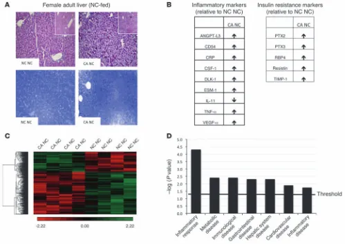 Figure 2Female offspring from a cholestatic pregnancy are predisposed to metabolic disease