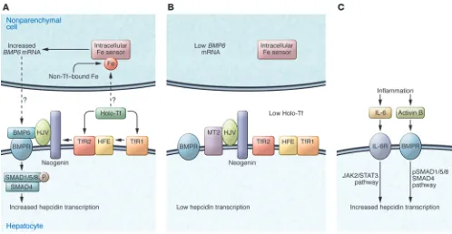 Figure 1Models for control of hepcidin expression by iron. Efficient hepcidin expression in hepatocytes requires an intact BMP signaling pathway, HJV, 
