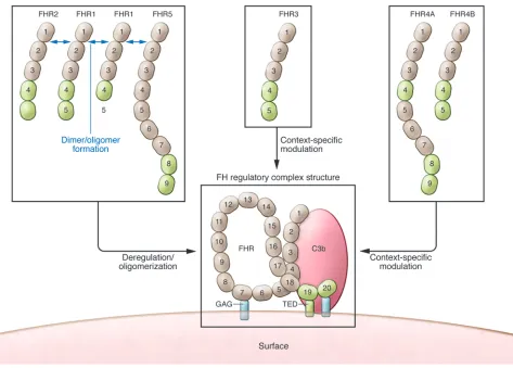 Figure 1Postulated roles for FHRs based on the current reports discussed herein (8, 18) as well as previous studies (reviewed in refs