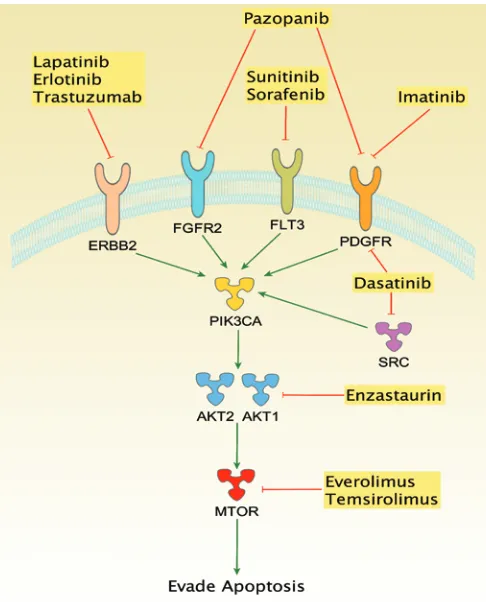 Figure 4Signaling connected with the PI3K/Akt/mTOR pathway and altered in 