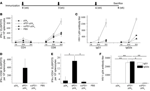 Figure 2Induction of enhanced and long-lasting p24-specific immune responses by sPD1-p24
