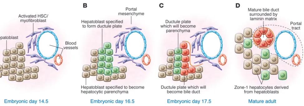 Figure 1Liver development involves multiple phases of specification and differentiation
