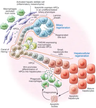 Figure 2HPCs are involved in a complex microenvi-