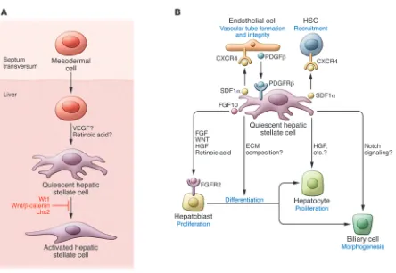 Figure 2Hepatic stellate cell development and contribution to liver organogenesis. (