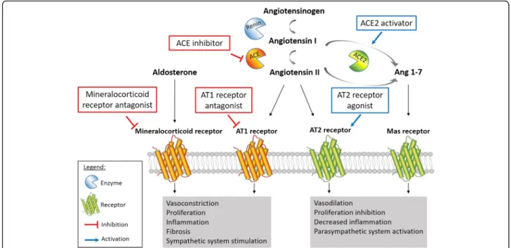 Fig. 2 Renin-angiontensin-aldosterone system (RAAS) activation in PAH. Renin cleaves angiotensinogen to angiotensin I, which is further processed by the angiotensin-converting enzyme (ACE) to the biologically active peptide angiotensin II and binds to angi