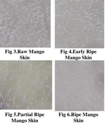 Fig 3.Raw Mango Skin 