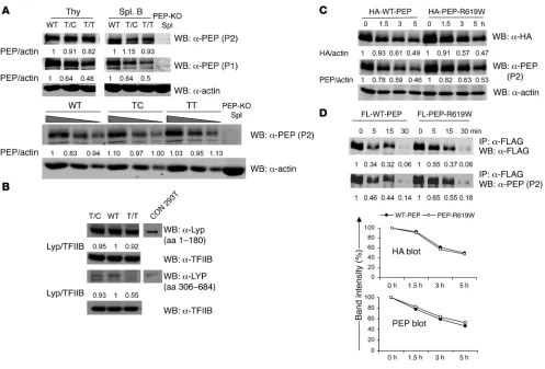 Figure 1PEP-R619W and LYP-R620W exhibit no deficit in protein stability. (