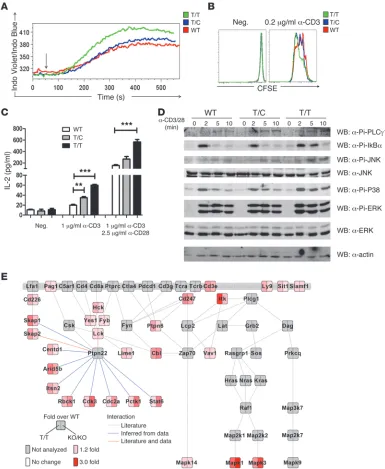 Figure 4PEP-R619W enhances TCR signaling of in vitro–generated effector T cells. (and 2 (cells
