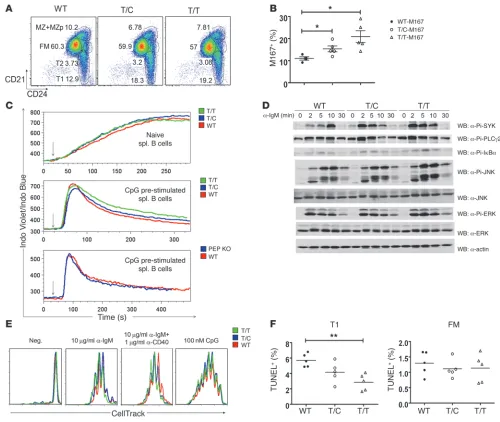 Figure 6PEP-R619W expression alters B cell selection, augments BCR signaling, and partially protects immature B cells from apoptosis