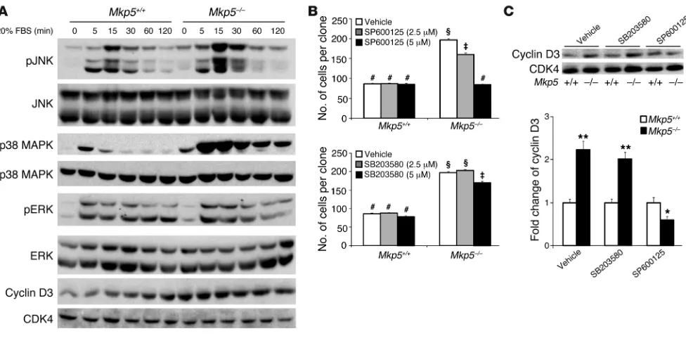 Figure 8MKP-5 attenuates myoblast proliferation through a JNK/cyclin D3 pathway. (A) SC-derived myoblasts isolated from pooled hind limb muscles were 