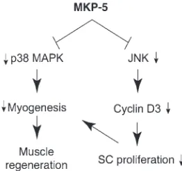 Figure 10erative myogenesis target processes that postdevelopmentally Model for the mechanism of MKP-5 in SC function and regenerative operate downstream of, and/or parallel to, dystrophin.