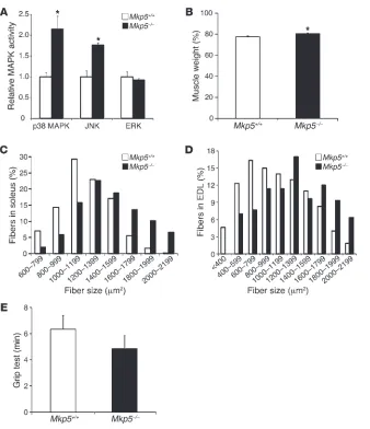 Figure 1MKP-5 deficiency enhances skeletal mus-