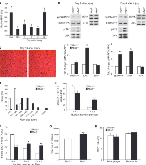 Figure 2MKP-5 negatively regulates regenerative myogenesis. (A) TA muscles from wild-type C57BL/6 mice were damaged by CTX injection, and MKP-5 transcripts were measured by quantitative PCR and expressed as a percentage of control (n = 4–5 per time point)