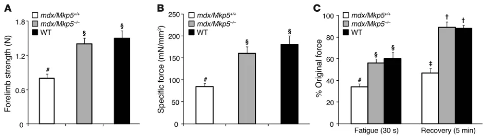 Figure 5MKP-5 deficiency in bus Instruments). (Muscles were subjected to a fatigue protocol consisting of a 1-second, 100-Hz tetanus every 2 seconds for a total of 30 seconds