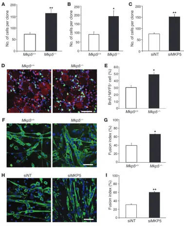 Figure 6MKP-5 represses the proliferative and differentiative capacity of SCs. (