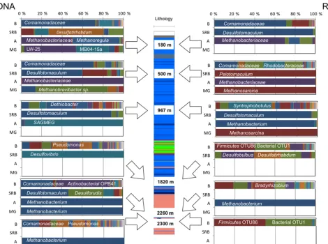 Table 2. The total number of cells and the 16S rRNA gene copy numbers of microbial communities in six fractures of Outokumpu