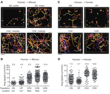 Figure 2Human and mouse thymic slices support human thymocyte migration. (lines represent average value of compiled track averages for each population