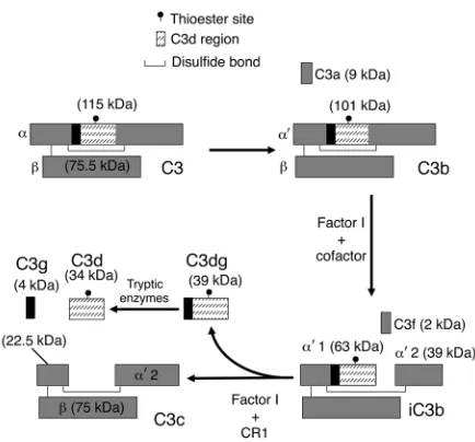 Figure 1Metabolism of C3 to iC3b and C3d during complement activation. Dur-ing complement activation, the C3 protein undergoes proteolytic cleav-age at several locations