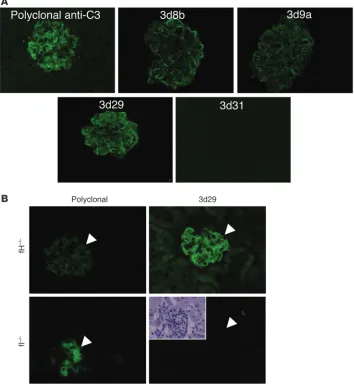 Figure 8Clones 3d8b, 3d9a, and 3d29 bind by mAb 3d29 confirms that the mAb does not recognize C3b