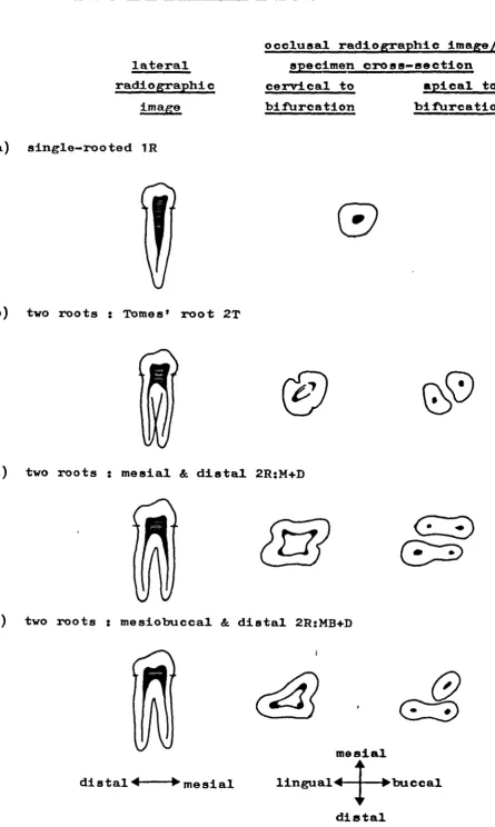 Fig. 8 : Mandibular Premolar Root Form