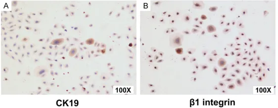 Figure 1. The morphology of the isolated epidermal stem cells. After 24 hours of culture, cells attached to the flask and showed polygonal and round shape (A); colonies formed after 7 days’ culture in complete medium (B) and the colonies became round, oval or irregular big after the following 7 days’ culture in K-SFM medium (C).