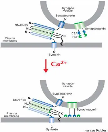 Figure 4.1.  A schematic description of the elements of the fusion and calcium-sensing machinery of fast neurotransmitter release, showing interactions between v-SNARE, synaptobrevin, in the synaptic vesicle membrane and t-SNAREs, SNAP-25 and syntaxin, in 