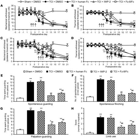 Figure 9Spinal blockade of WNT signaling inhibits bone cancer pain in TCI mice. (A–D) Blocking WNT signaling in the early phase delayed the onset of mechan-