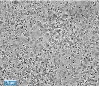Figure 4.1.1: Optical microscope image of the synthesised TPM particles dispersed in water.