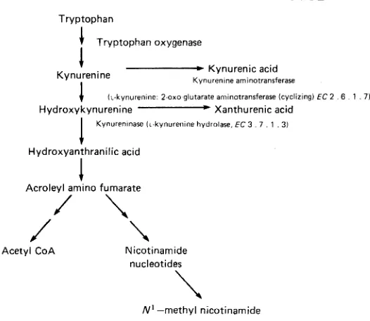 Fig. 1. The oxidative metabolism of tryptophan. 
