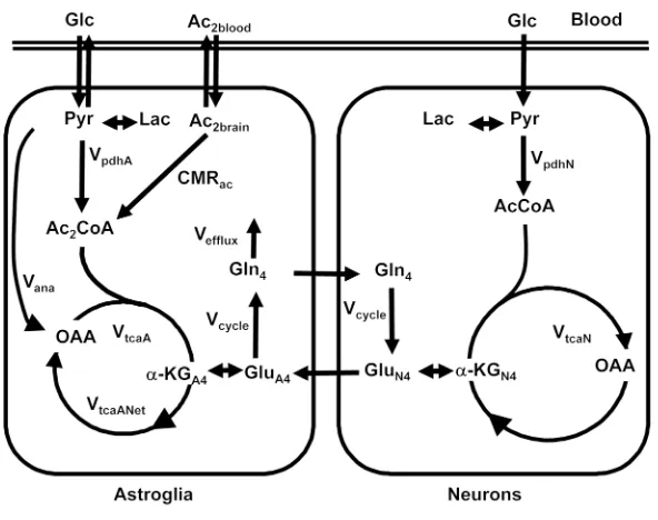 Figure 4Metabolic pathways showing brain uptake of [2-