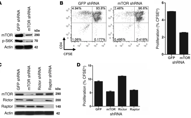 Figure 3Allogeneic CD4labeled, and restimulated by fresh ECs from the same donor as used in primary stimulation or from third-party donors