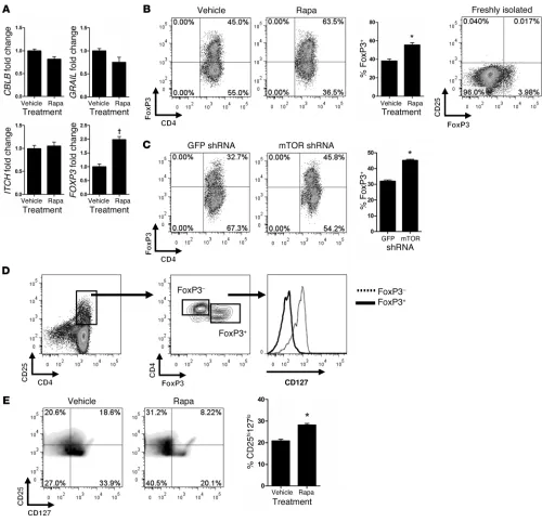 Figure 4Rapa-ECs increase the percentage of CD4ECs for 7 days and analyzed by intracellular FACS