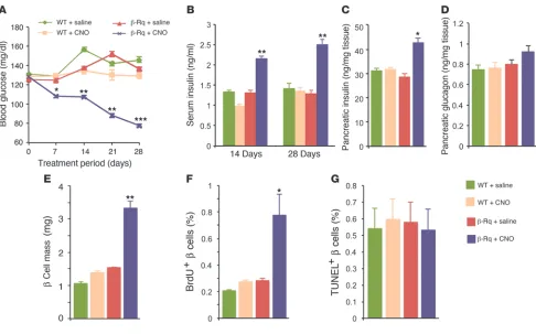 Figure 1Chronic activation of Gq signaling in β cells in vivo increases β cell function and mass