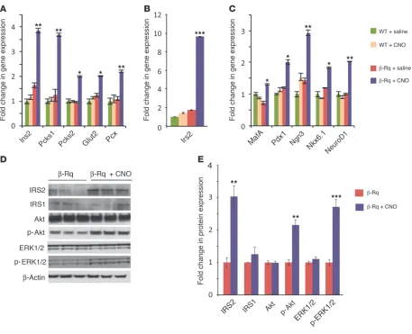 Figure 2Chronic activation of G