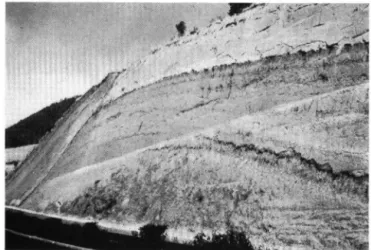 Abb. 3. Photographie eines Aufschlusses in „toba&#34;-Sedimenten an der Autobahn zwischen Mexiko- Mexiko-Stadt und dem Rio Frio-Paß in rund 2750 m  N N 