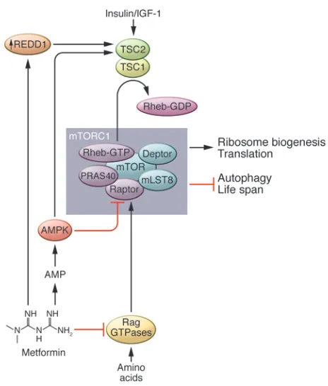 Figure 3Metformin regulates mTORC1 signaling. Metformin activates AMPK by 