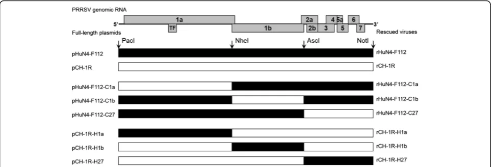 Fig. 1 Construction strategy for the full-length PRRSV chimeric cDNA clones. The full-length chimeric infectious clones were constructed byexchanging 5’UTR + ORF1a, ORF1b, and ORF2–7 + 3’UTR between HuN4-F112 and CH-1R