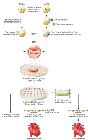 Figure 1EHM from PSC-derived cardiomyocytes.