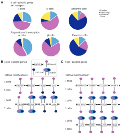 Figure 5Human  cells display higher bivalency in genes encoding 
