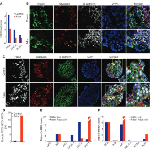 Figure 6Inhibition of histone methyltransferases leads to partial endocrine cell-fate conversion